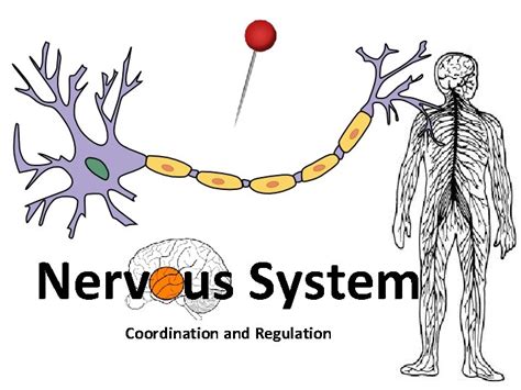 Download Biozone Nervous Regulatory System Answers 