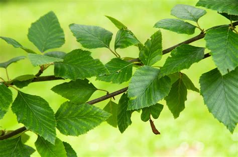 birch tree with dark leaves