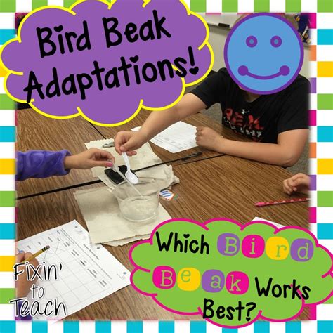 Bird Beak Adaptation Activity