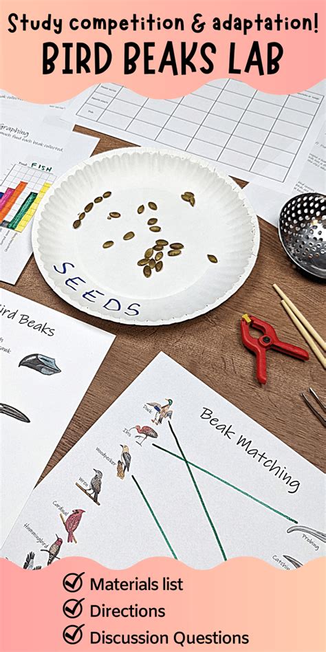 bird beak adaptation lab activity