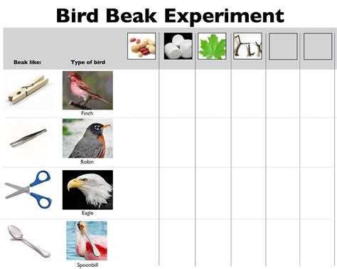 Bird Beak Experiment The Homeschool Scientist Bird Science Experiments - Bird Science Experiments