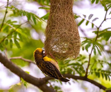 Bird Building It's Net