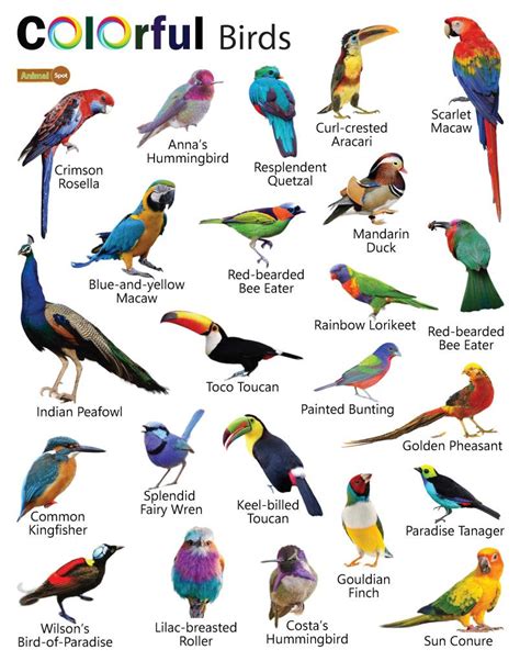 bird colors