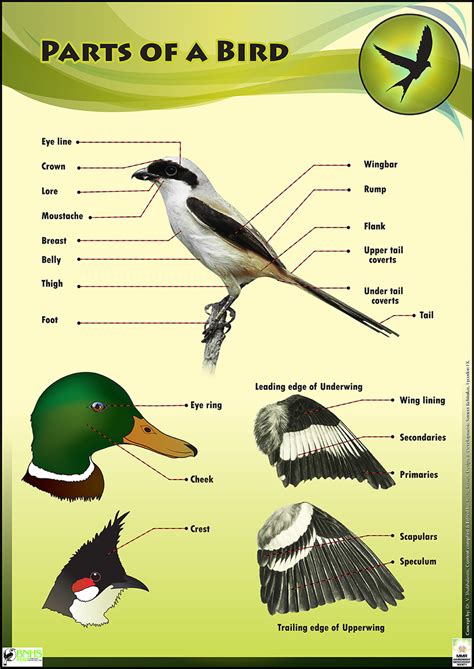 Bird Facts For Kids Parts Of Birds For Kindergarten - Parts Of Birds For Kindergarten