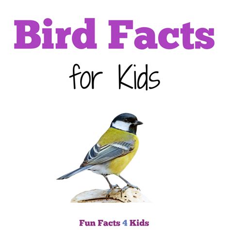 Bird Facts For Kids Sciencewithkids Com Parts Of Birds For Kindergarten - Parts Of Birds For Kindergarten