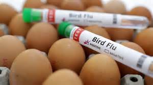 bird flu georgia