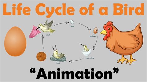 Bird Life Cycle Animation Youtube Lifecycle Of A Bird - Lifecycle Of A Bird