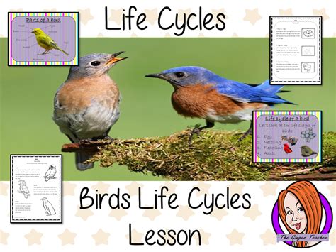 Bird Life Cycle Eastern Bluebird Life Cycle Of A Bird - Life Cycle Of A Bird