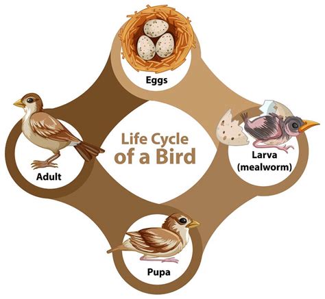 Bird Life Cycle Introduction Life Cycle Of Bird Lifecycle Of A Bird - Lifecycle Of A Bird