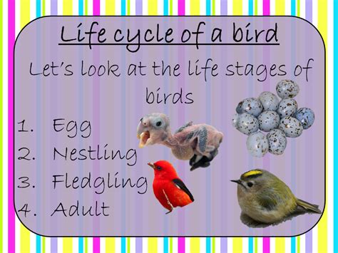 Bird Life Cycles Sciencing Life Cycle Of Bird - Life Cycle Of Bird