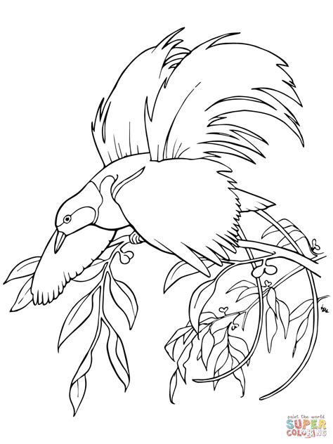 Bird Of Paradise Coloring Page   Birds Of Paradise A Therapeutic Coloring Book For - Bird Of Paradise Coloring Page