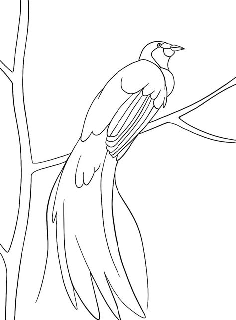 Bird Of Paradise Coloring Page   Coloring Pages For Birding Enthusiasts Princeton University - Bird Of Paradise Coloring Page