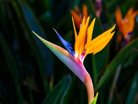 bird of paradise plant propagation