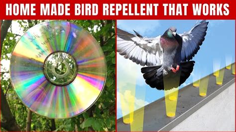 Bird Repellent For Lawns