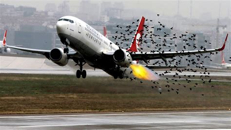 bird strike game for android