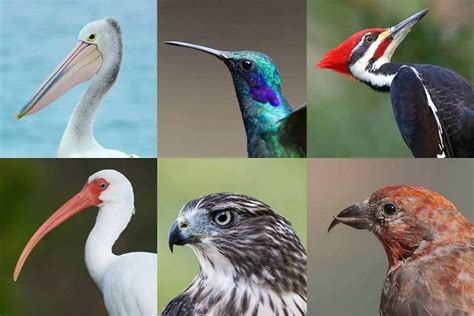 Bird With Many Beaks Answer Key