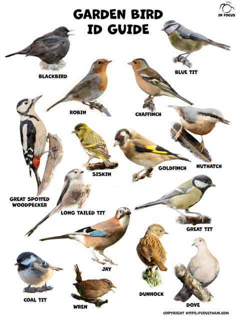 Full Download Bird Identification Guides 