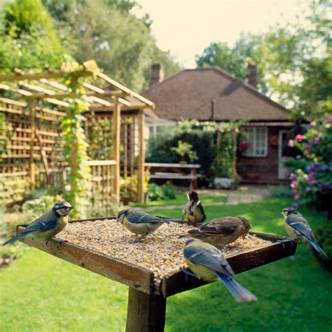 Birdgardening