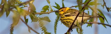 birding ohio