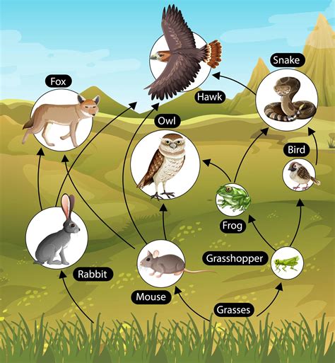 Birds Dvd Web Etc Biology Libguides At College Csi Florence Worksheet Answers - Csi Florence Worksheet Answers
