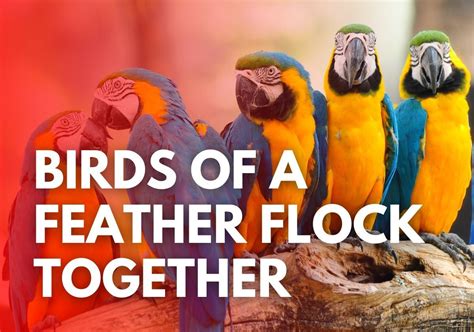 Birds Of A Feather
