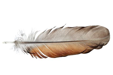 Birds Of A Feather Sample