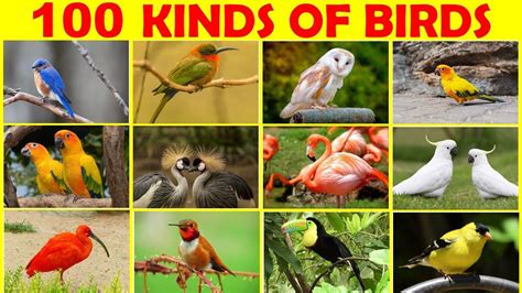 birds of a kind