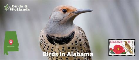 Birds Of Alabama A Comprehensive Guide Birds Amp Alabama State Bird Coloring Page - Alabama State Bird Coloring Page