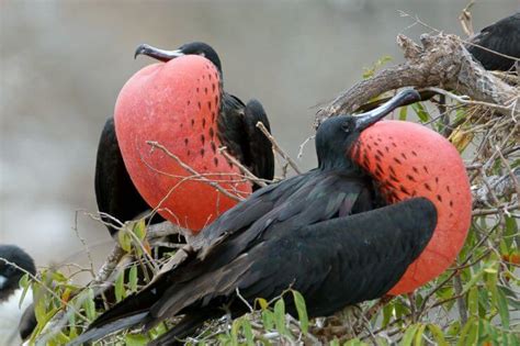 Birds Of Mexico