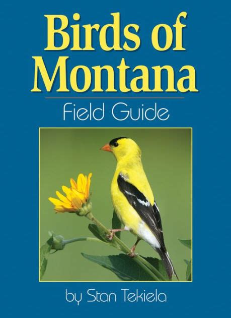 Birds Of Montana Field Guide Bird Identification Guides Montana State Bird Coloring Page - Montana State Bird Coloring Page