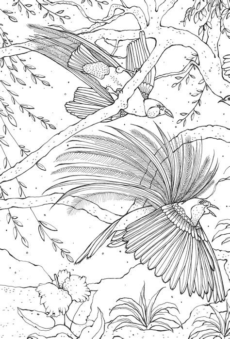 Birds Of Paradise A Coloring Expedition 8211 Cornell Bird Of Paradise Coloring Page - Bird Of Paradise Coloring Page