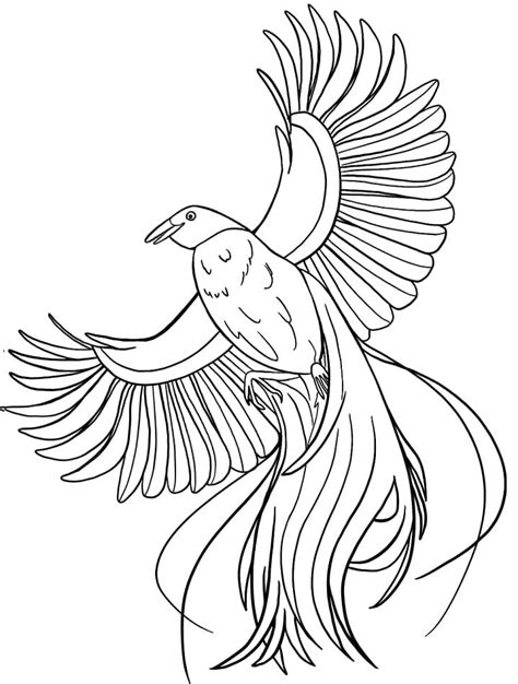Birds Of Paradise Coloring Page Downloads 8211 Persnickety Bird Of Paradise Coloring Page - Bird Of Paradise Coloring Page