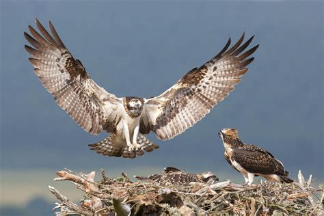 Birds Of Prey