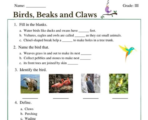 Birds Worksheet For Grade 3   Bird Beaks And Feet Mdash Printable Worksheet - Birds Worksheet For Grade 3