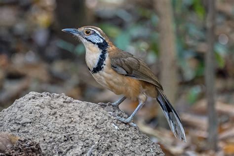 Read Birds Of Myanmar 