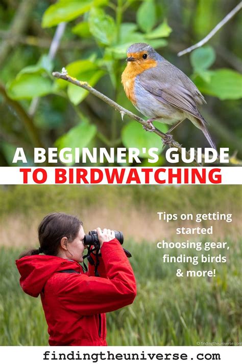 Birdwatching A Guide For Beginners Tomig