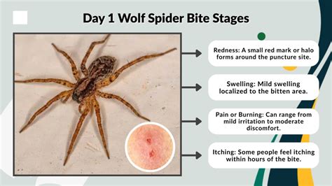 Bit By A Wolf Spider