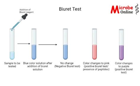 Read Biuret Method Lab Report 