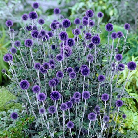 blå bolltistel invasiv