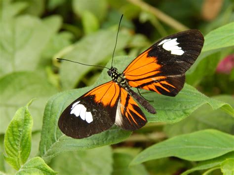 Black And Orange Butterfly With White Spots