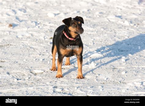 black and tan jack rubell avqd