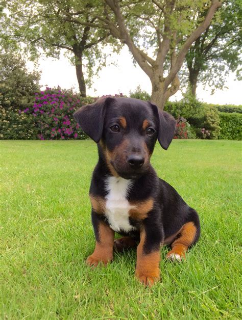 black and tan jack rubell fgyr switzerland