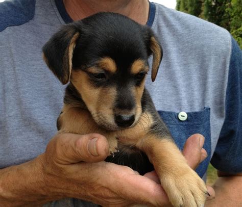 black and tan jack rubell igpy canada