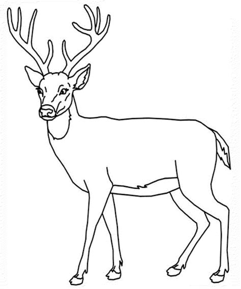 Black And White Deer Coloring Pages Deer 4 Deer Coloring Pages Printable - Deer Coloring Pages Printable