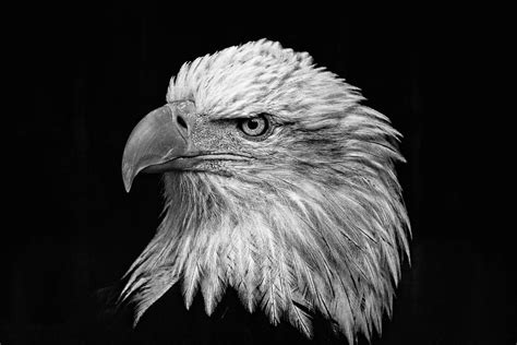 black and white eagle