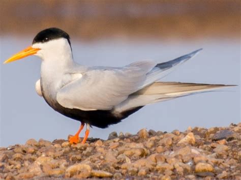 Black Bellied Tern