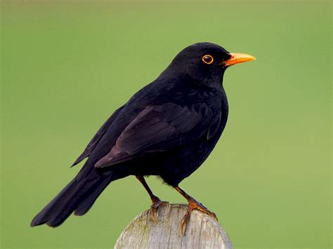 Black Bird 吉他谱