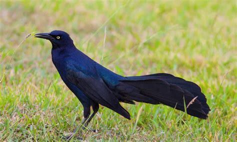 Black Black Bird