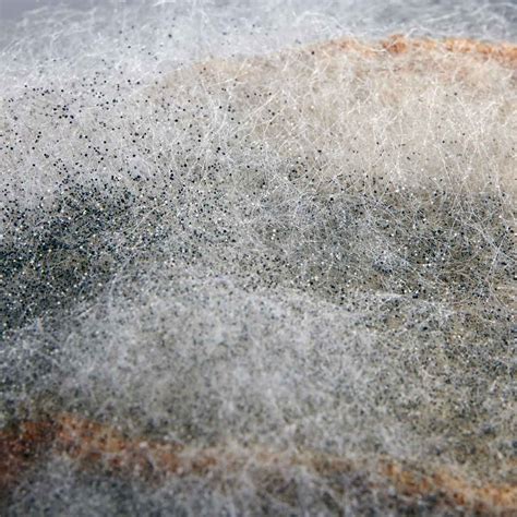 Black Bread Mold