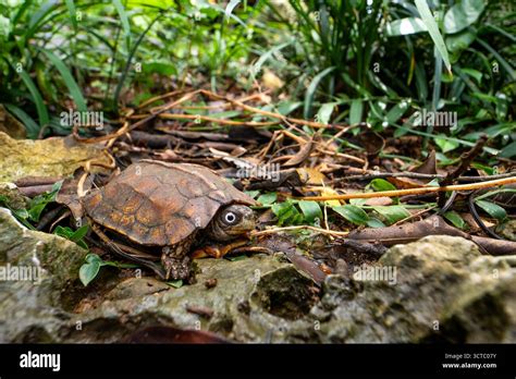 Black Breasted Leaf Turtle